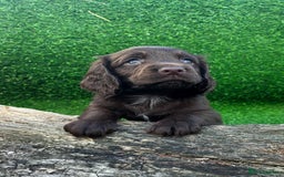 Cocker Spaniel dogs for sale: WORKING dna clear cocker spaniels  - Image 17
