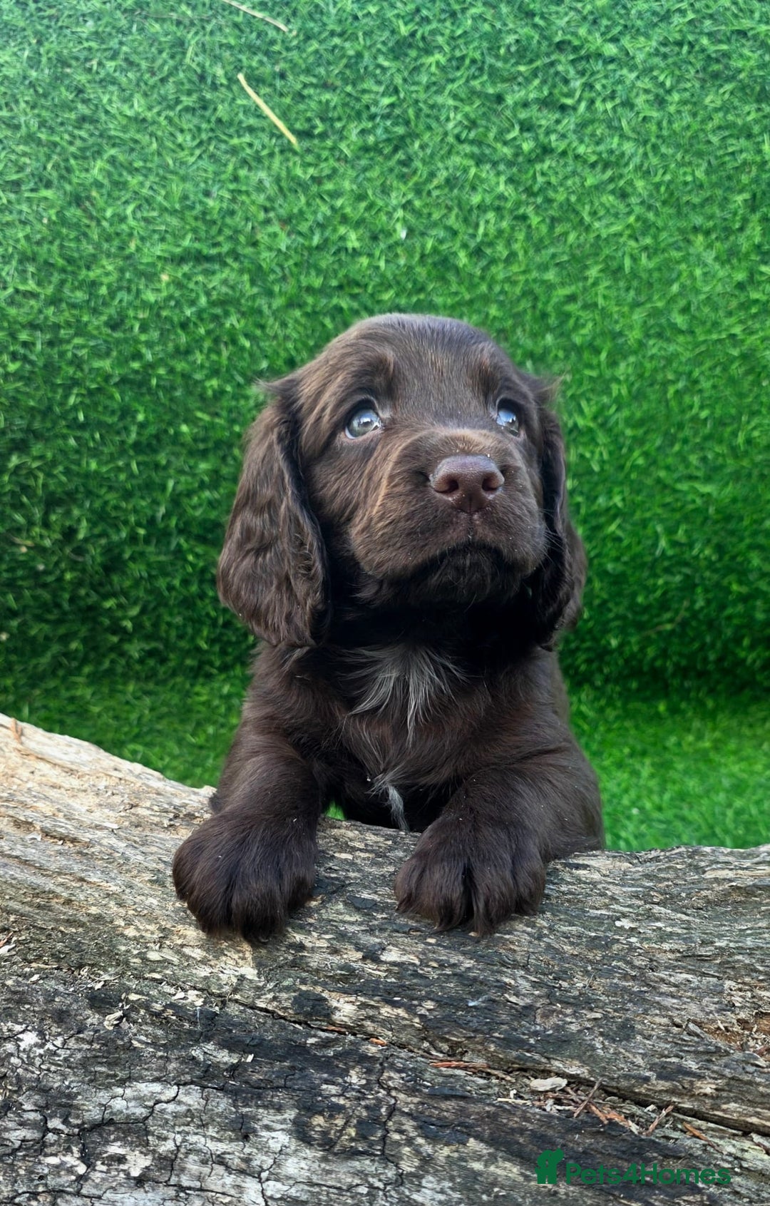 Cocker Spaniel dogs for sale: WORKING dna clear cocker spaniels  - Image 17