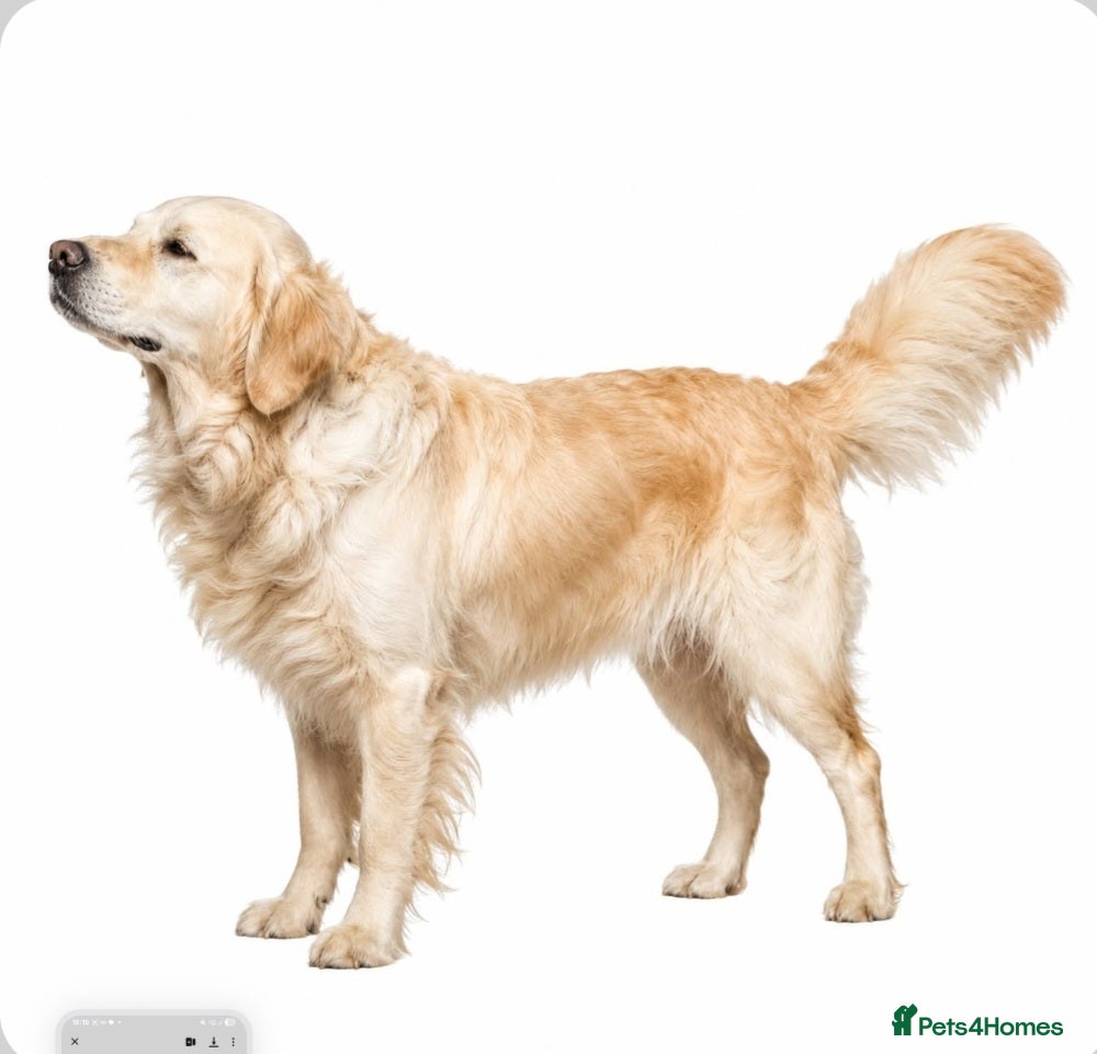 Golden Retriever dogs for sale: 7 beautiful golden retriever babies - Advert 14