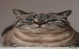 British Shorthair cats for sale: PABLO & JASPER - Image 3