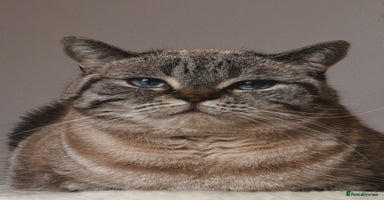 British Shorthair cats - Advert 7