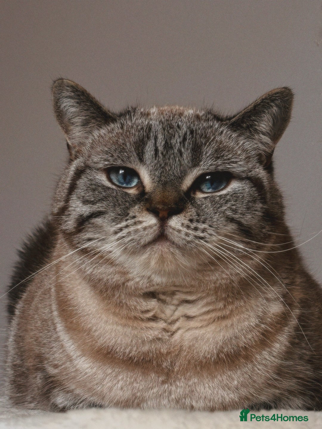 British Shorthair cats for sale: PABLO & JASPER - Image 3