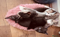 Mixed Breed cats for sale: Kittens ready for lovely homes - Image 3