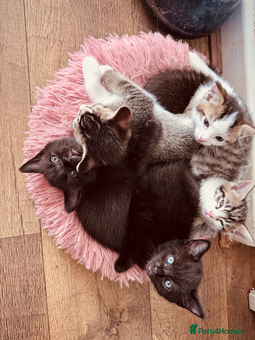 Mixed Breed cats for sale: Kittens ready for lovely homes - Image 3