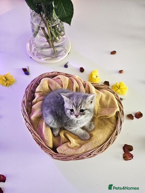 British Shorthair cats Adorable British Shorthair Kittens for Sale 🐾 - Advert 1