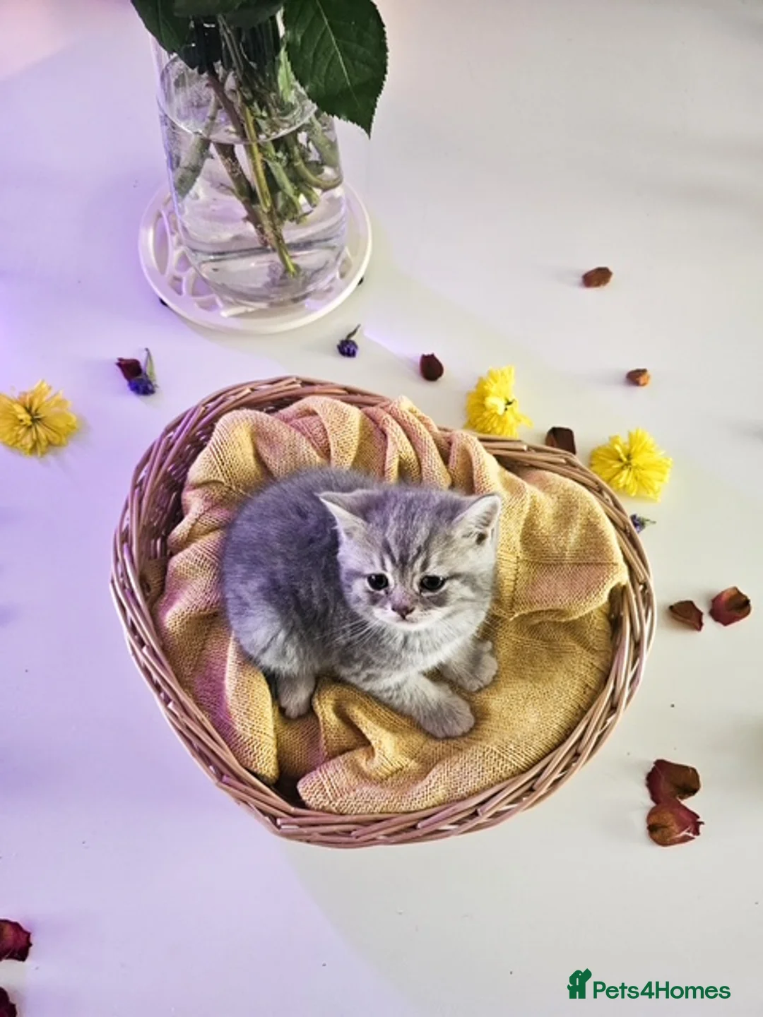 British Shorthair cats for sale: Adorable British Shorthair Kittens for Sale 🐾 - Advert 1