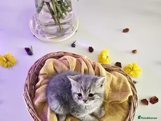 British Shorthair cats Adorable British Shorthair Kittens for Sale 🐾 - Advert 1