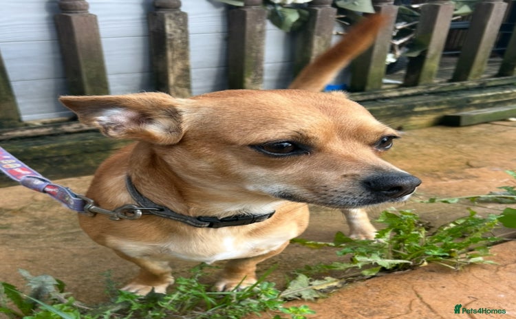 Chiweenie dogs - Advert 1