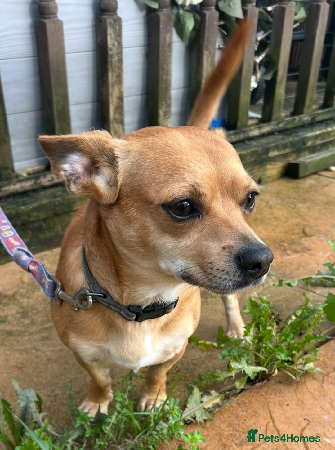 Chiweenie dogs for sale: Chiweenie  - Image 1