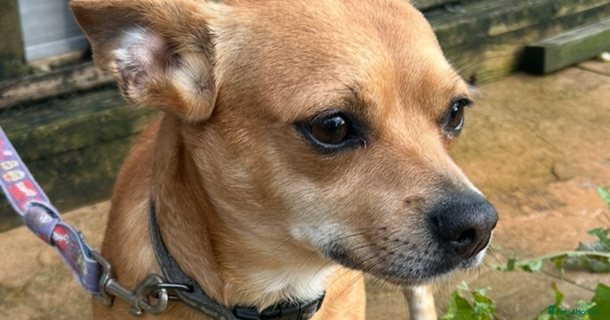 Shih Tzu The Dogs Trust Evesham Evesham Dogs Trust Music Dogs