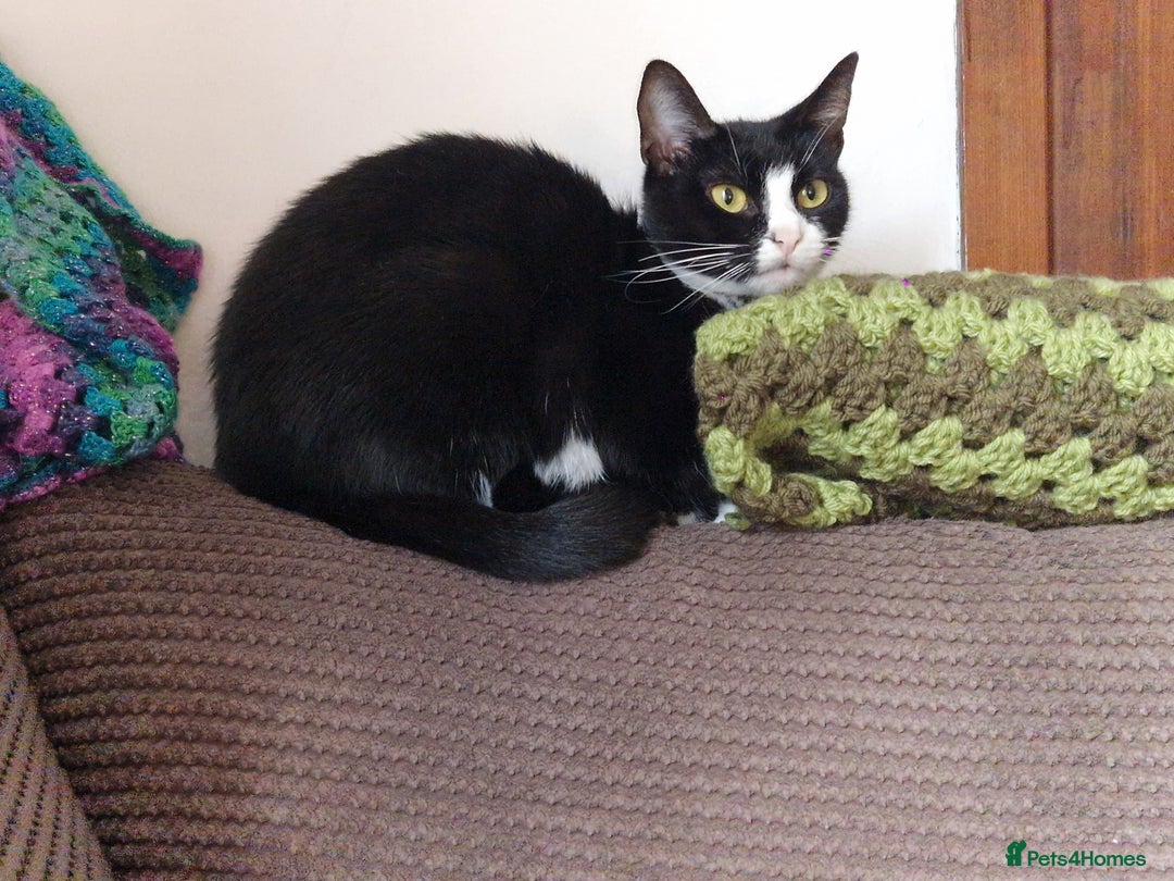 Mixed Breed cats for sale: Female Cats - Advert 3