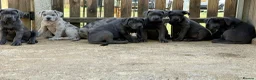 Cane Corso dogs for sale: Cane corso pups ready now - Advert 10