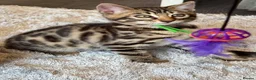 Bengal cats for sale: ✨ Beautiful Bengal Kittens✨ - Advert 5