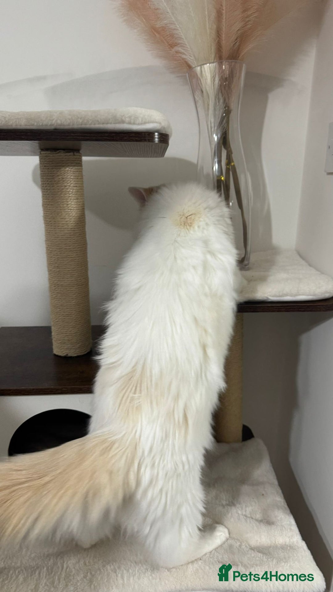 Ragdoll cats for sale: Pedigree Ragdoll - Skye - Advert 3