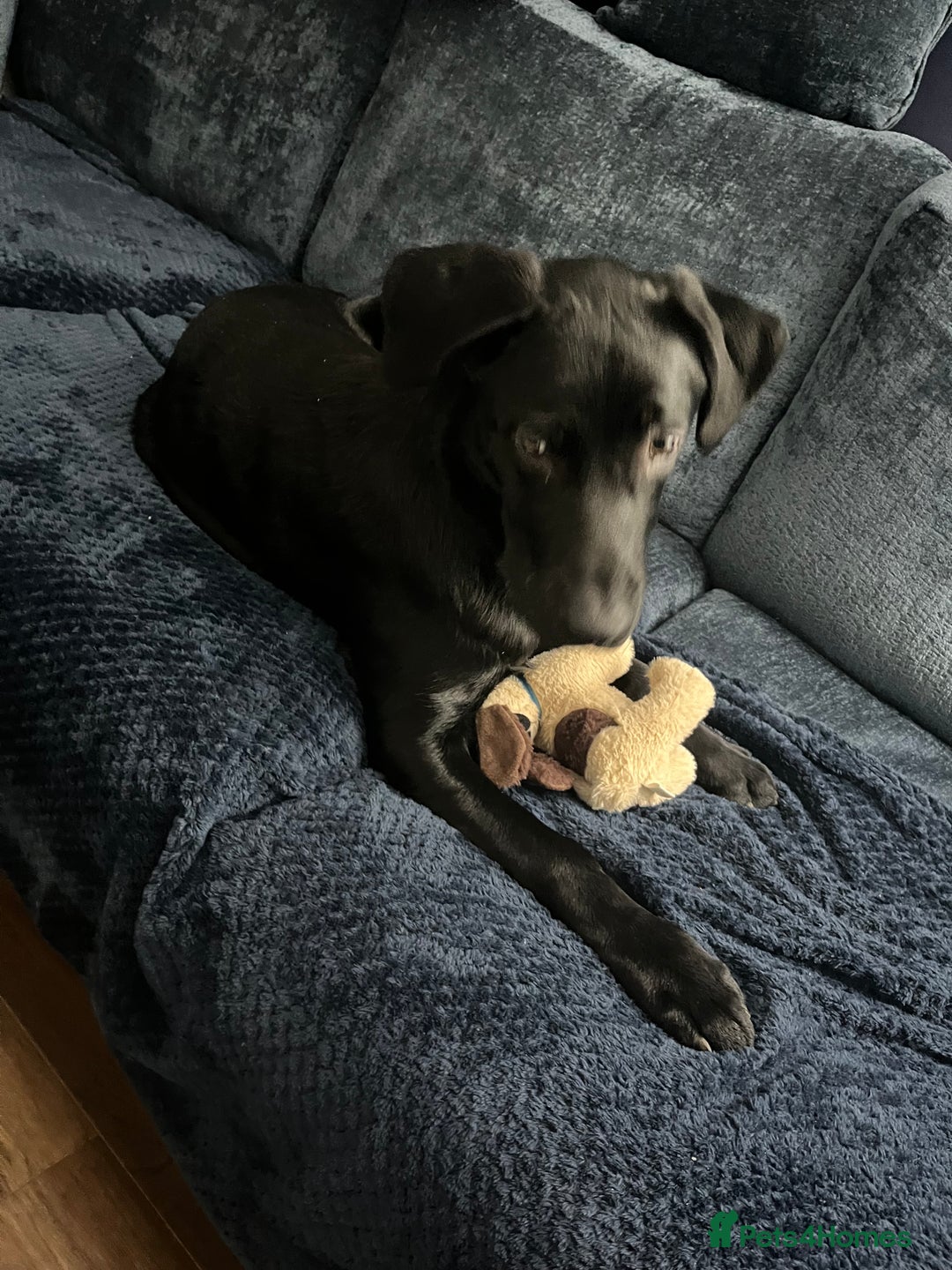 Mixed Breed dogs for sale: 6 month old Sheprador for sale  - Advert 4