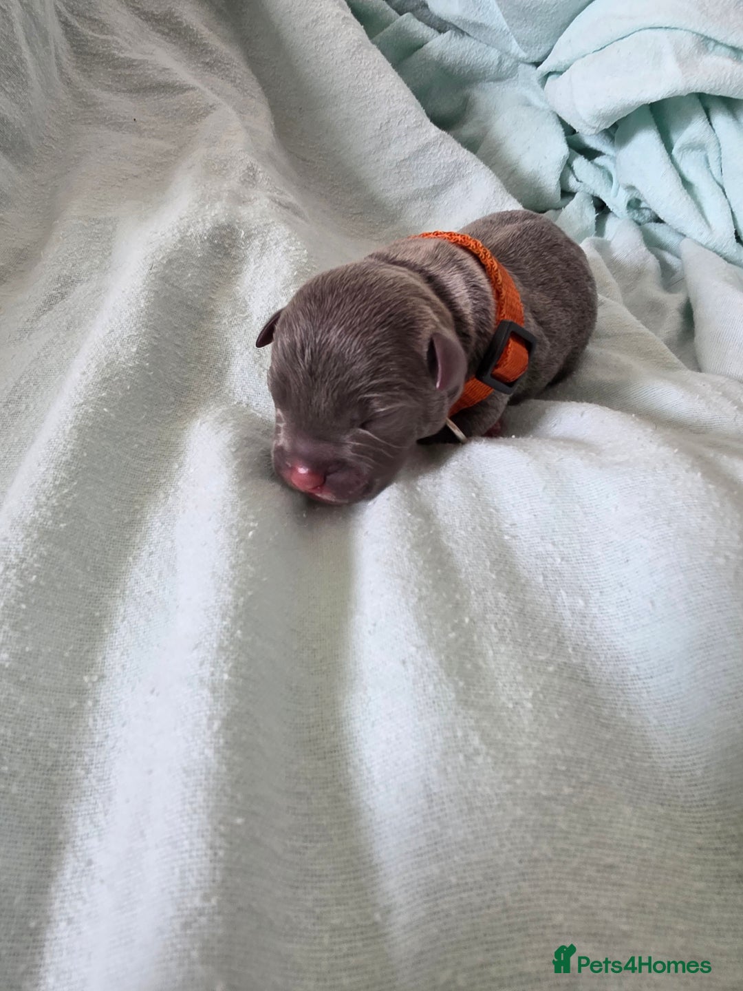 Staffordshire Bull Terrier dogs for sale: STAFFORDSHIRE BULL TERRIOR PUPPIES - Image 13