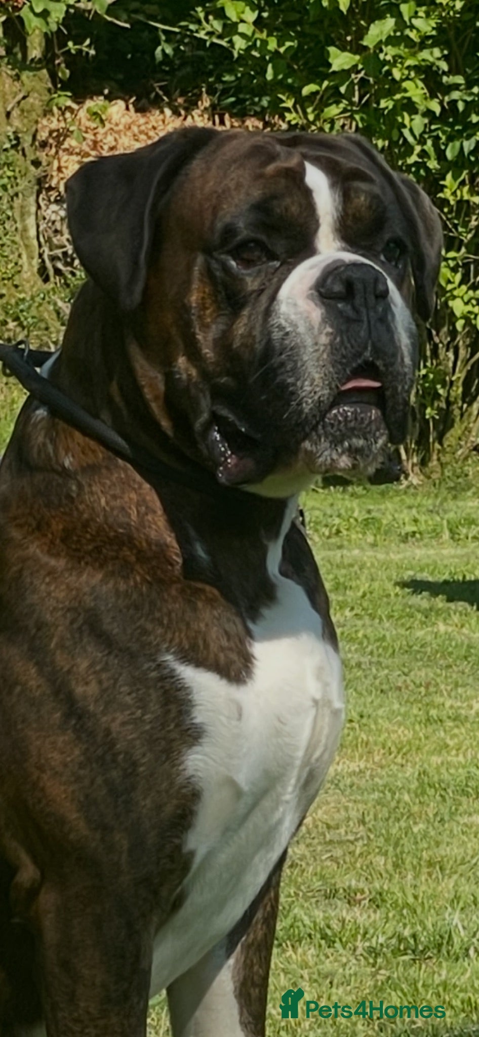 Boxer dogs Health tested proven boy for stud - Advert 1