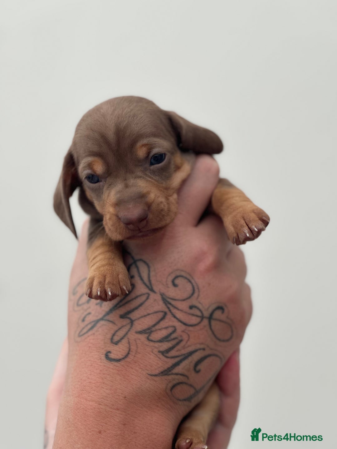 Miniature Dachshund dogs for sale: Smooth haired Miniature Dachshund - Image 30