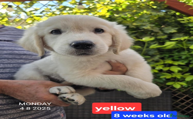 Golden Retriever dogs - Advert 14