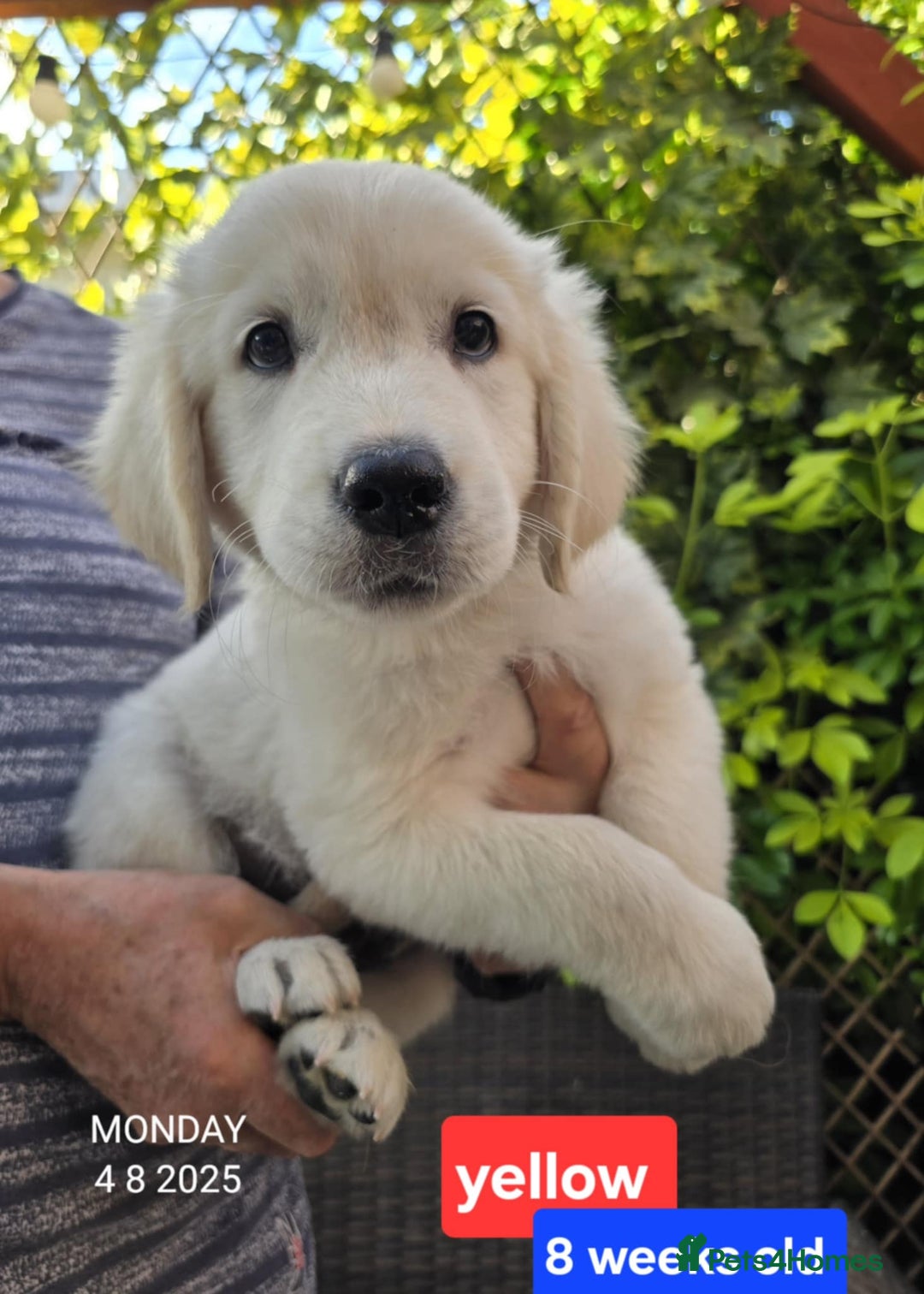 Golden Retriever dogs for sale: * 1 boy left *Golden Retriever Puppies KC Reg .  - Image 12