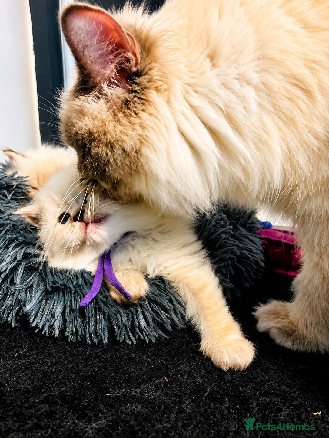 Ragdoll cats 🐾 TICA Beautiful Ragdoll Kittens - Seal Tabby 🐾 - Advert 7