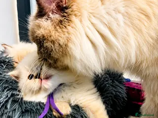 Ragdoll cats 🐾 TICA Beautiful Ragdoll Kittens - Seal Tabby 🐾 - Advert 7