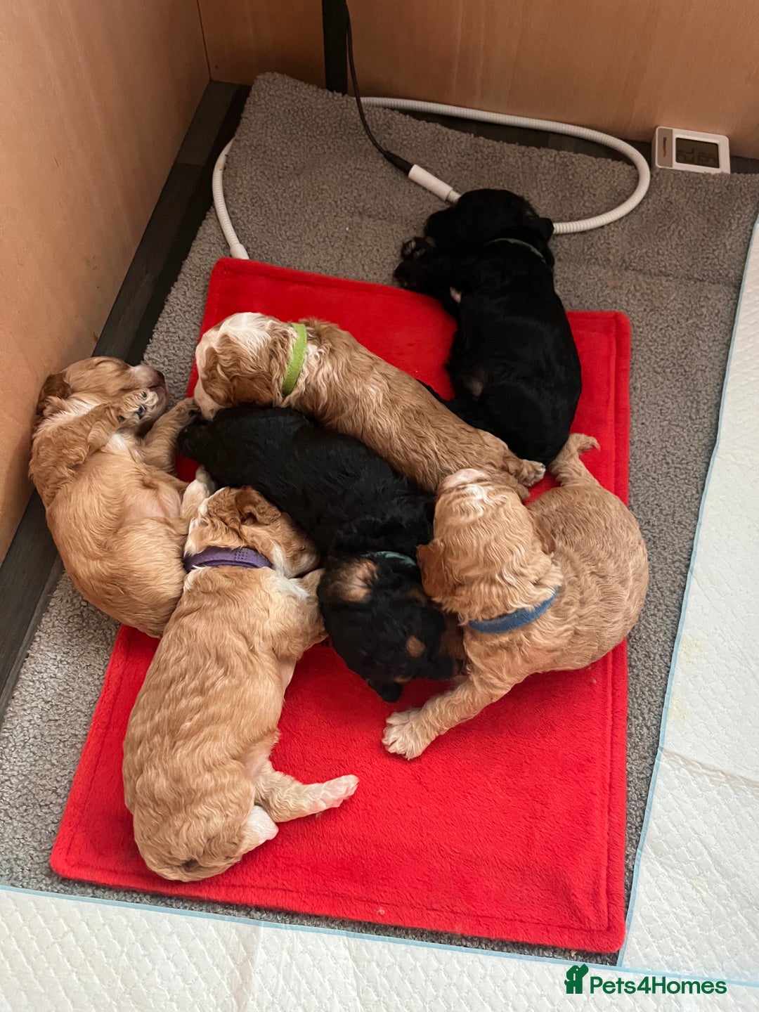 Cockapoo dogs for sale: Adorable F2 Cockapoo Puppies - Advert 11