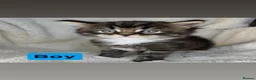 Mixed Breed cats for sale: Beautiful Maine coon x British shorthairs  - Advert 3