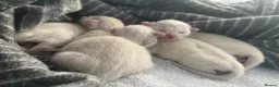Ragdoll cats for sale: Beautiful ragdolls  - Advert 13