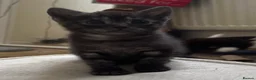Mixed Breed cats for sale: Beautiful playful loving kittens  - Advert 13