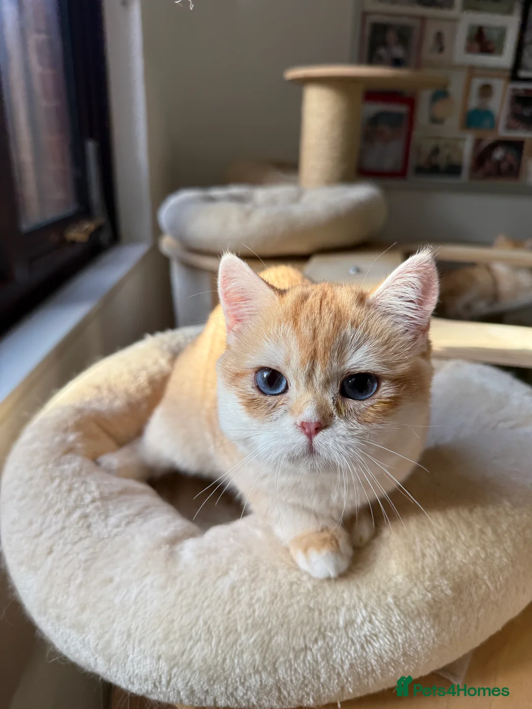 British Shorthair cats for sale: GCCF reg BSH and BLH Chocolate Golden Kittens - Advert 25