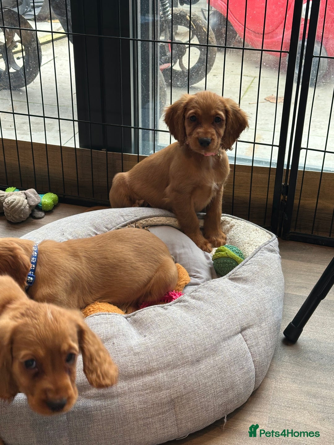 Cocker Spaniel dogs for sale: Extensively Health Tested KC Cocker Spaniels  - Advert 8