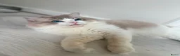 Ragdoll cats for stud: Ragdoll stud  - Advert 7