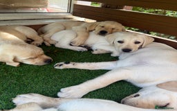 Labrador Retriever dogs for sale: KC Labrador puppies  - Image 5