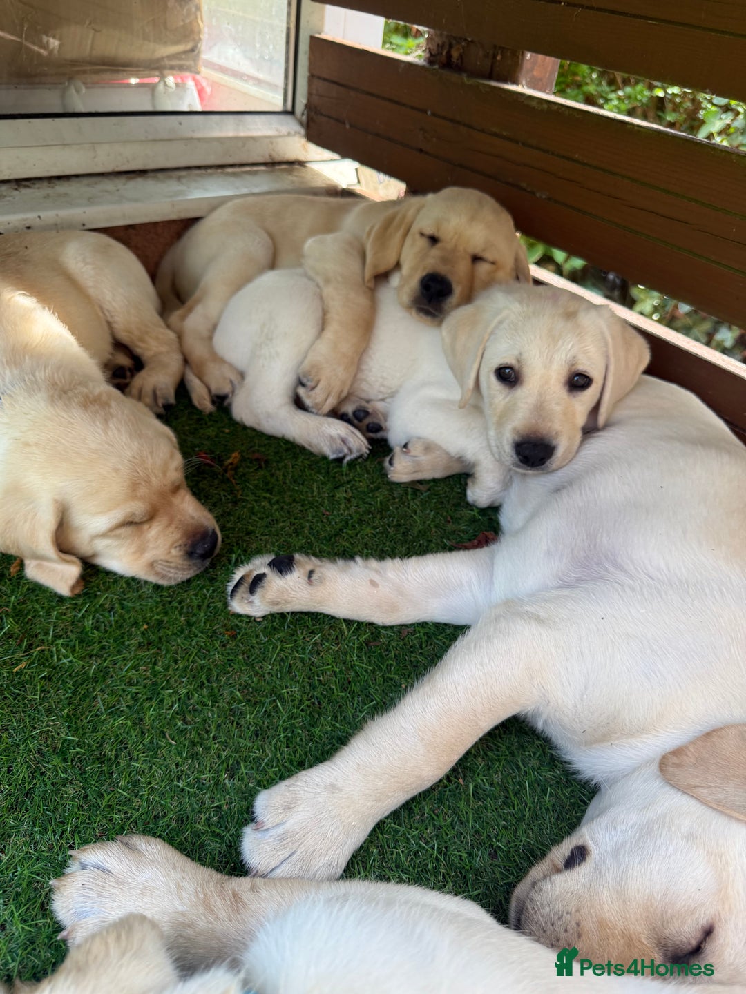 Labrador Retriever dogs for sale: KC Labrador puppies  - Image 5