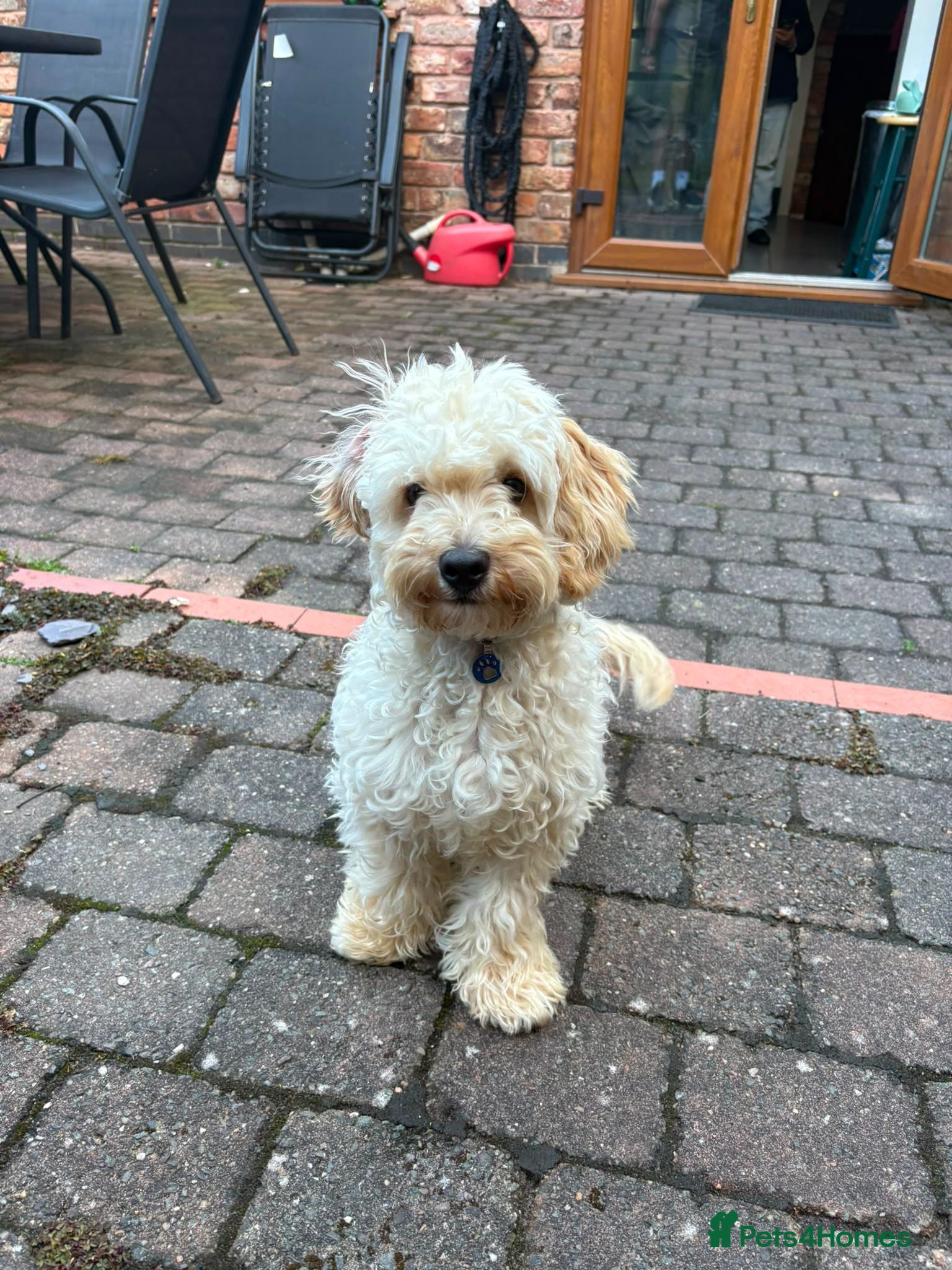 Maltipoo dogs Maltipoo 7 month old boy  - Advert 1