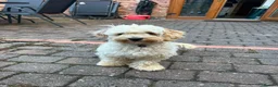 Maltipoo dogs for sale: Maltipoo 7 month old boy  in Leicester - Advert 1