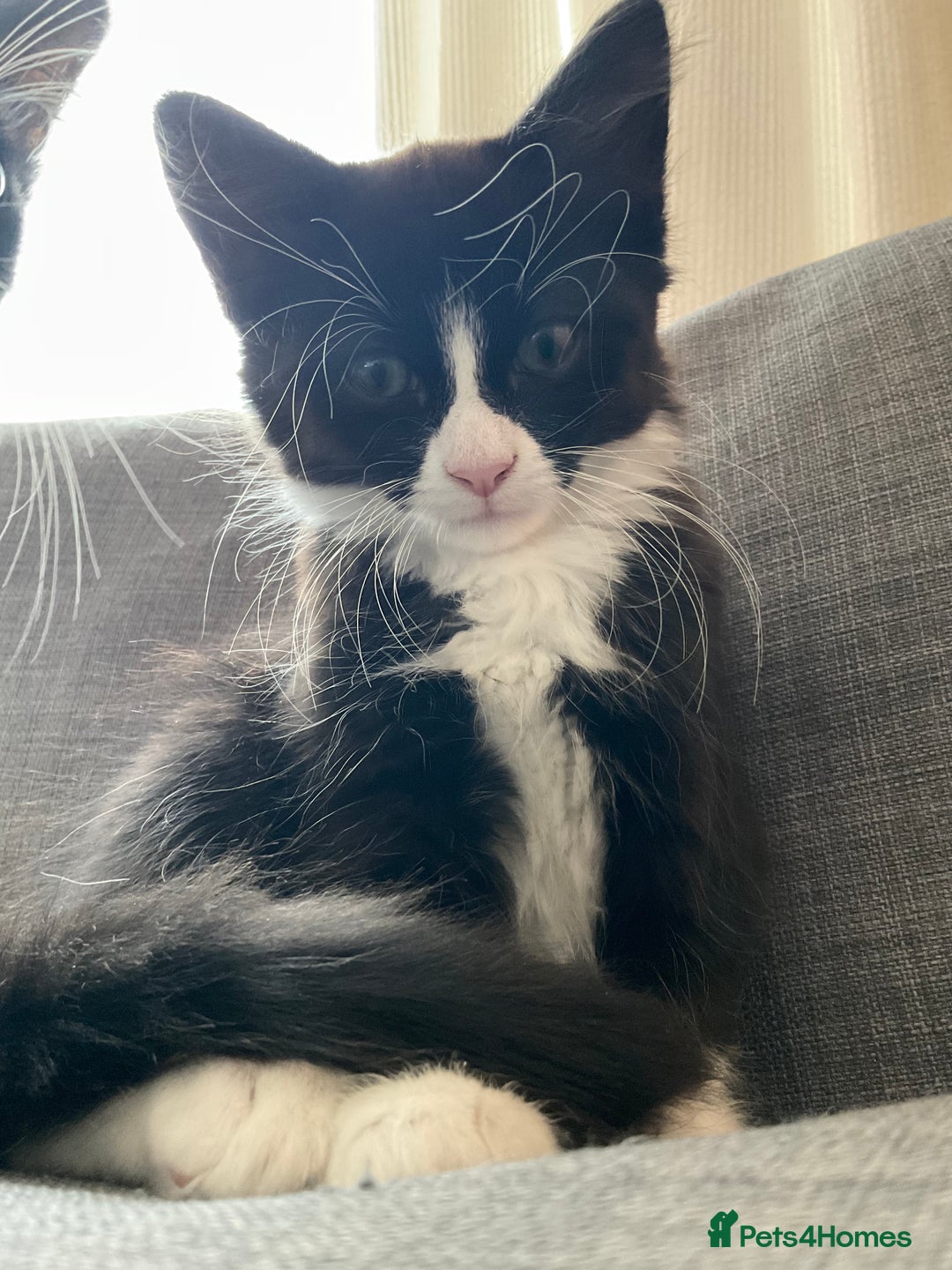 Siberian cats for sale: 🐾 Siberian X Tuxedo Boy*vaccinated health checked - Advert 4