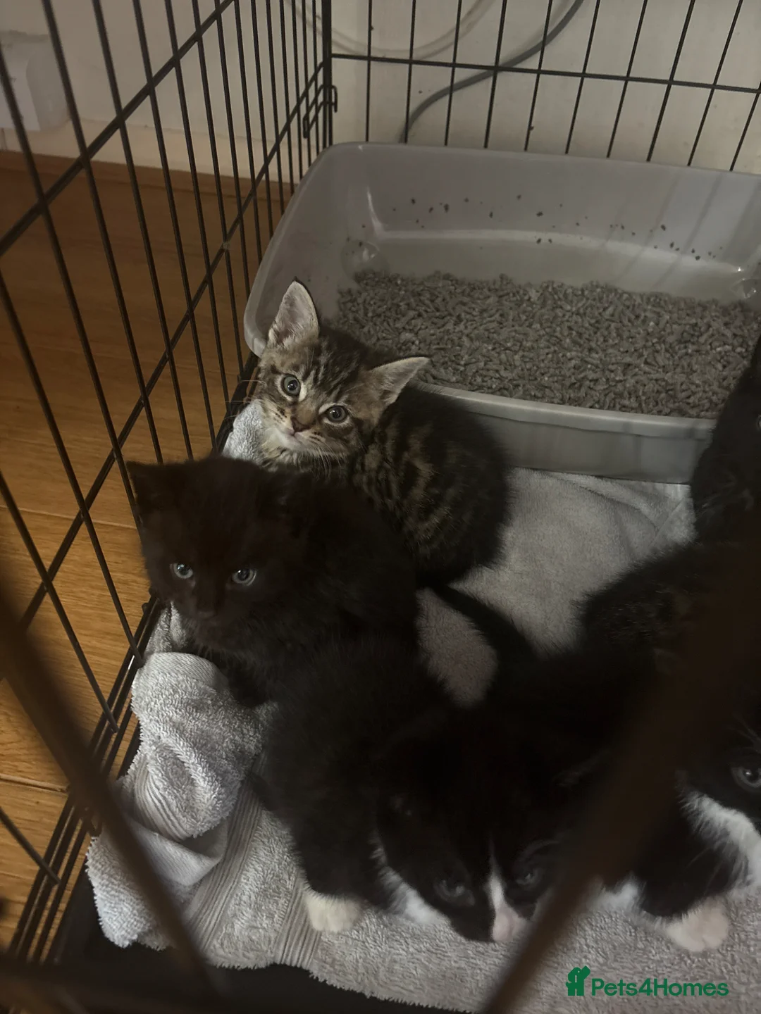 Bengal cats for sale: Bengal kittens  - Advert 2