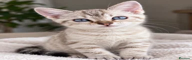 Bengal 1