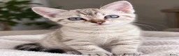 Bengal cats for sale: Stunning Cuddly Bengal Male Kitten - Blue Eyes  - Advert 2