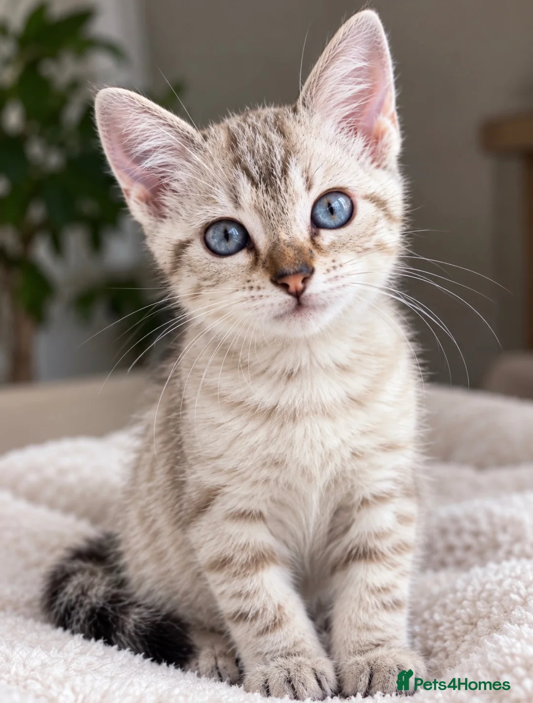 Bengal cats for sale: Stunning Cuddly Bengal Male Kitten - Blue Eyes  - Advert 2