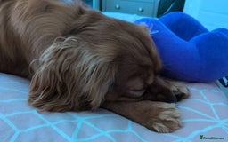 Cavalier King Charles Spaniel dogs for sale: Beautiful Cavalier Boy Reluctant Rehome - Image 6