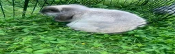 Netherland Dwarf rabbits for sale: URGENT 1 LEFT - Advert 7