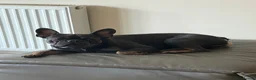 French Bulldog dogs for stud: BLUE/TAN ATHLETIC FRENCH BULLDOG FOR STUD - Advert 3