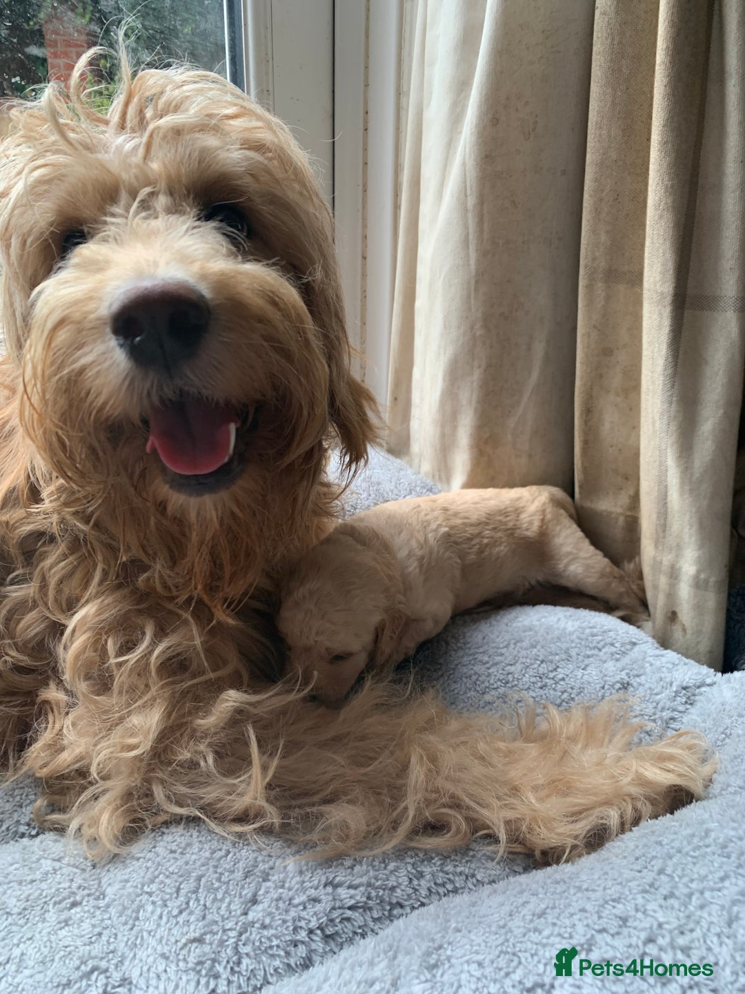 Double Doodle dogs for sale: Double doodles - Image 10