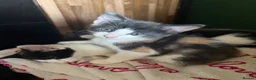 Mixed Breed cats for sale: Our chocolate kitties!!! in Cardiff - Advert 5