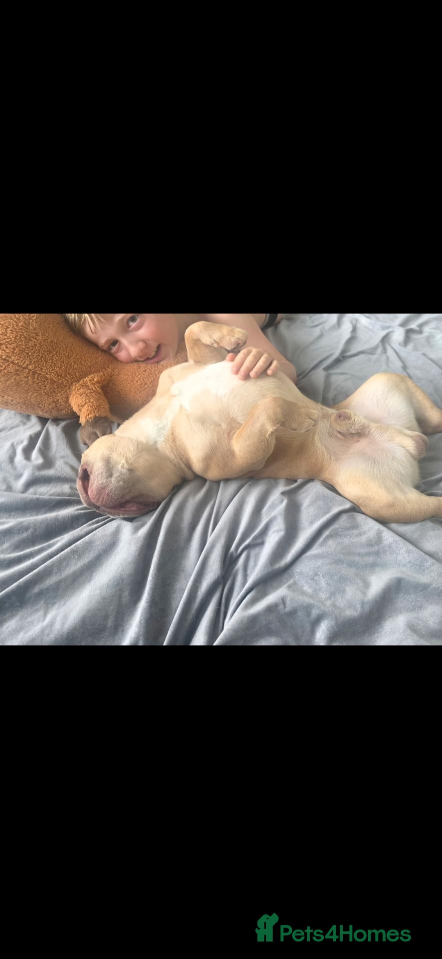 French Bulldog dogs for sale: 3 YEAR OLD MALE FRENCH BULLDOG - Advert 1