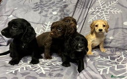 Cocker Spaniel dogs for sale: Beautiful puppy’s  - Image 6
