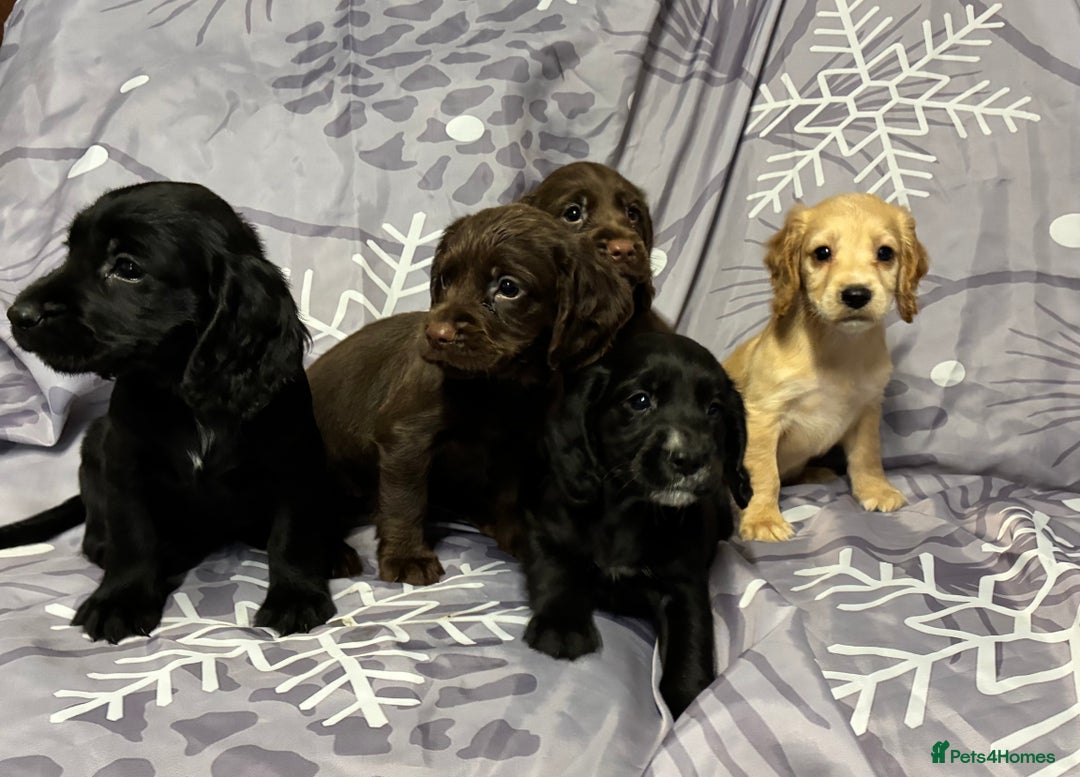 Cocker Spaniel dogs for sale: Beautiful puppy’s  - Image 6